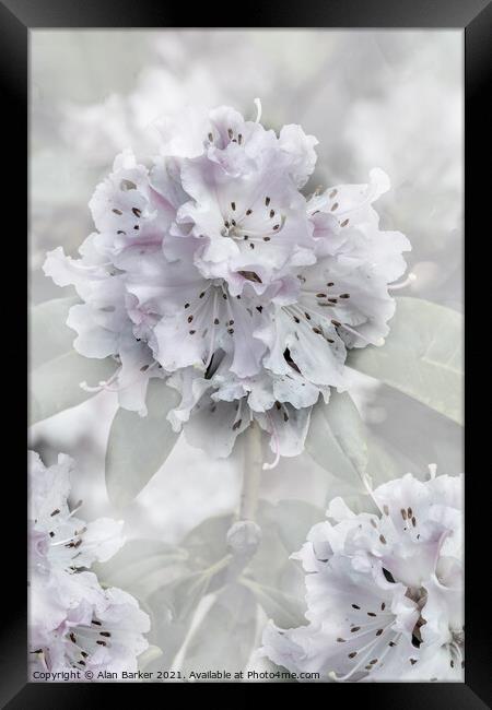 Rhododendron Flower Framed Print by Alan Barker