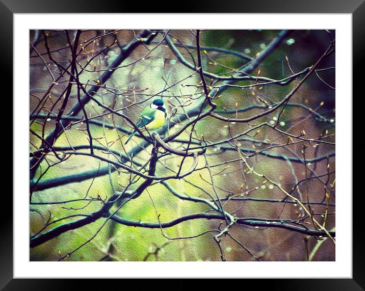  Colorful marsh tit on a twig in spring Framed Mounted Print by Luisa Vallon Fumi