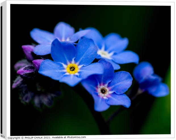 Forget me nots 317 Canvas Print by PHILIP CHALK