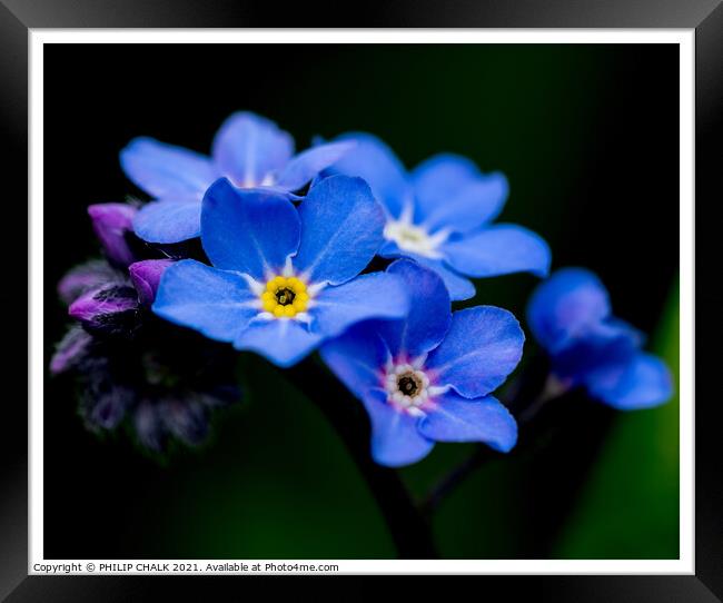 Forget me nots 317 Framed Print by PHILIP CHALK