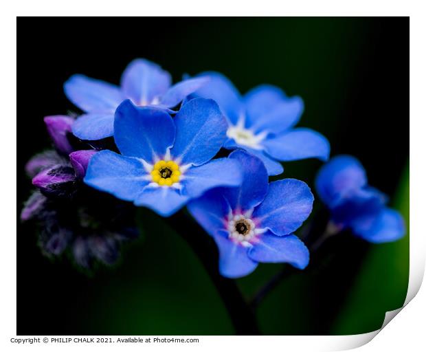 Forget me nots 317 Print by PHILIP CHALK