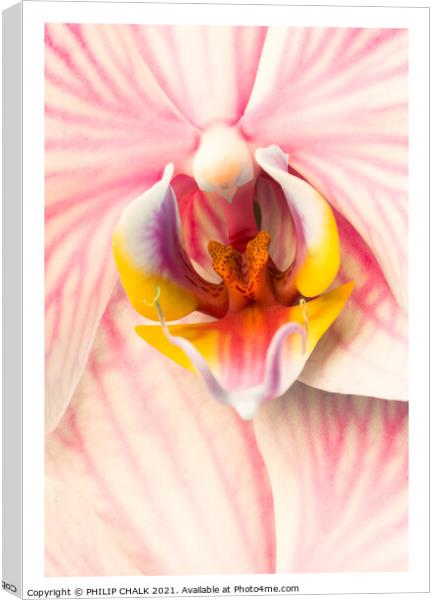 pink Orchid 318 Canvas Print by PHILIP CHALK