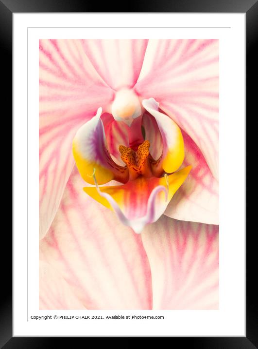 pink Orchid 318 Framed Mounted Print by PHILIP CHALK