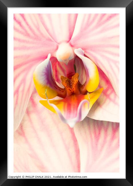 pink Orchid 318 Framed Print by PHILIP CHALK