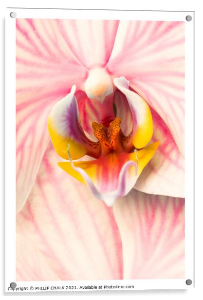pink Orchid 318 Acrylic by PHILIP CHALK