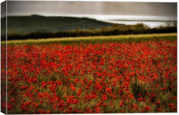The Poppies of West Pentire, Cornwall Canvas Print by Alan Barker