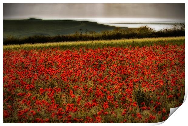 The Poppies of West Pentire, Cornwall Print by Alan Barker