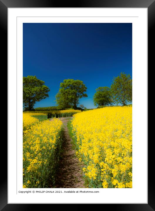 Rape seed field on a summer's day 319 Framed Mounted Print by PHILIP CHALK