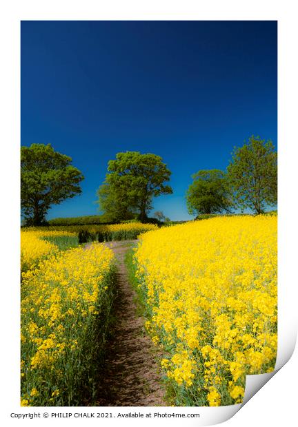 Rape seed field on a summer's day 319 Print by PHILIP CHALK