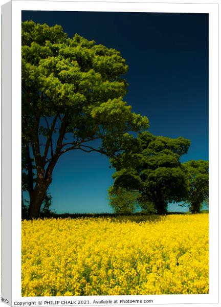 Sunny day in a rapeseed field 320  Canvas Print by PHILIP CHALK