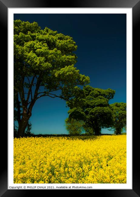 Sunny day in a rapeseed field 320  Framed Print by PHILIP CHALK