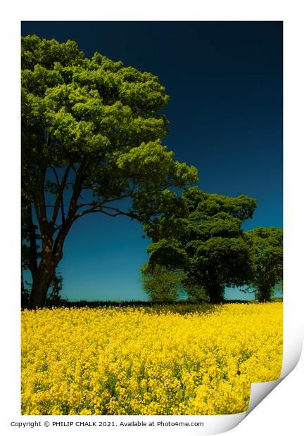 Sunny day in a rapeseed field 320  Print by PHILIP CHALK