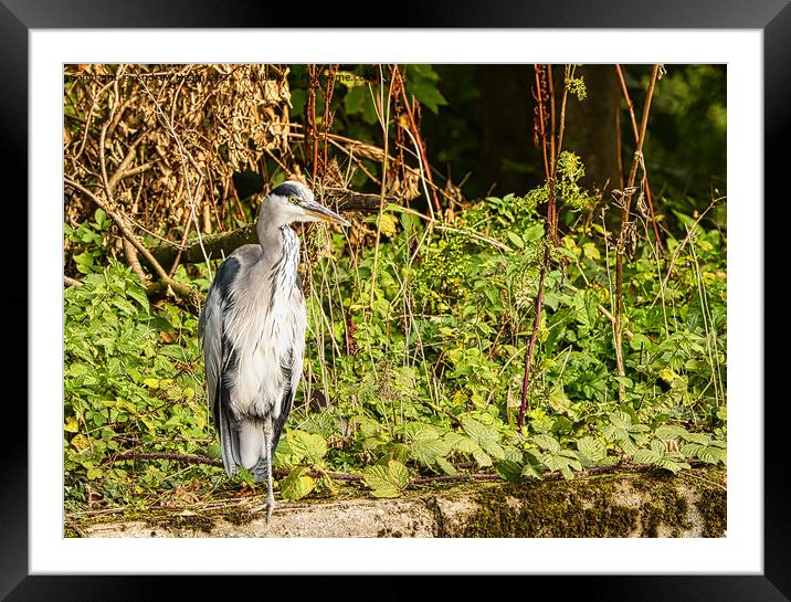The Grey Heron out for lunch Framed Mounted Print by Andrew Heath