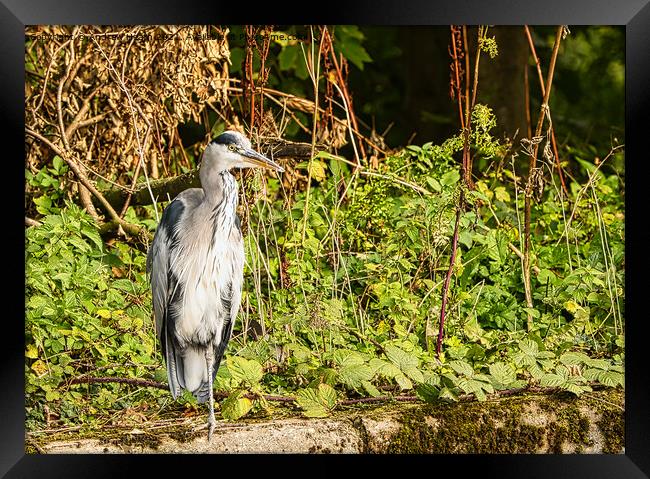 The Grey Heron out for lunch Framed Print by Andrew Heath