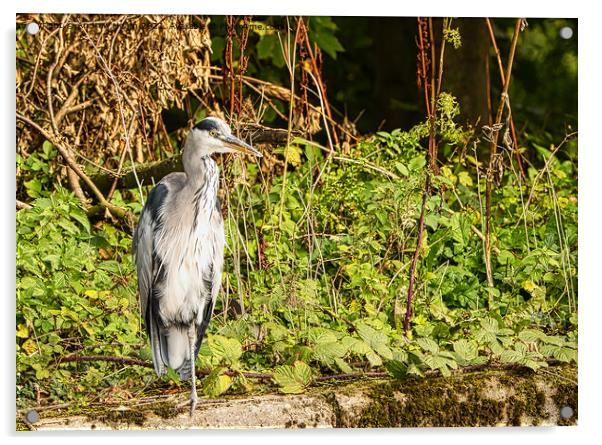 The Grey Heron out for lunch Acrylic by Andrew Heath