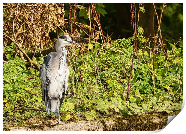 The Grey Heron out for lunch Print by Andrew Heath