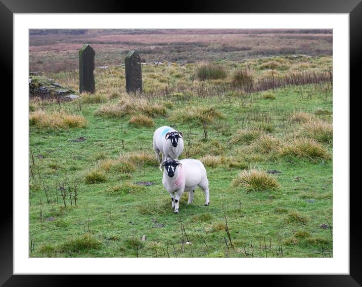 Blackface sheep on Marsden Moor Framed Mounted Print by Roy Hinchliffe