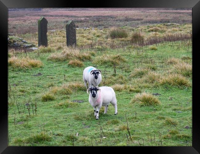 Blackface sheep on Marsden Moor Framed Print by Roy Hinchliffe