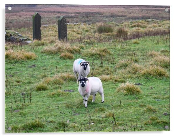 Blackface sheep on Marsden Moor Acrylic by Roy Hinchliffe