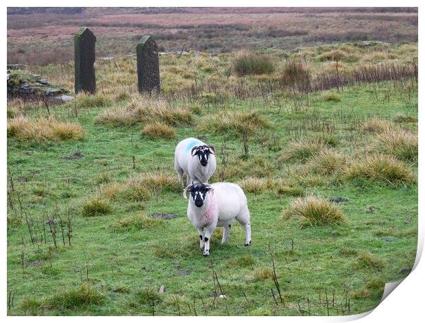 Blackface sheep on Marsden Moor Print by Roy Hinchliffe