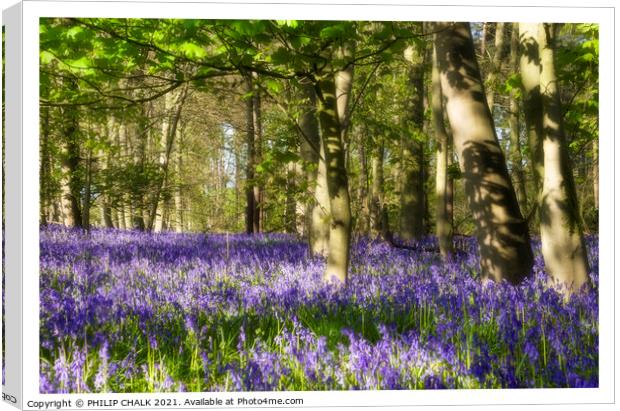 Beautiful sunny spring day in a Bluebell wood 321  Canvas Print by PHILIP CHALK
