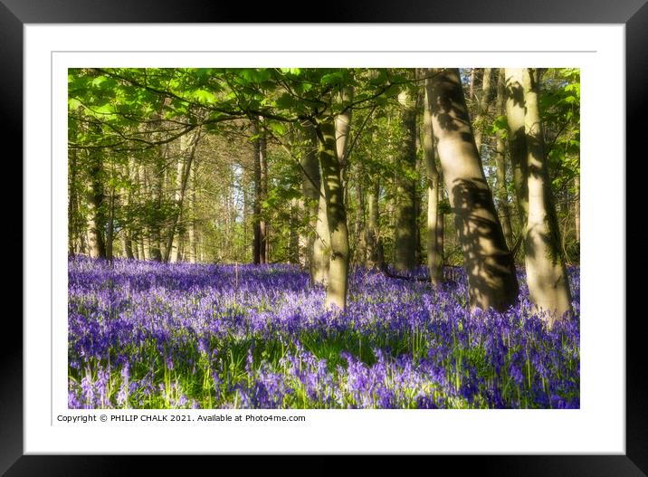 Beautiful sunny spring day in a Bluebell wood 321  Framed Mounted Print by PHILIP CHALK