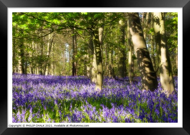 Beautiful sunny spring day in a Bluebell wood 321  Framed Print by PHILIP CHALK