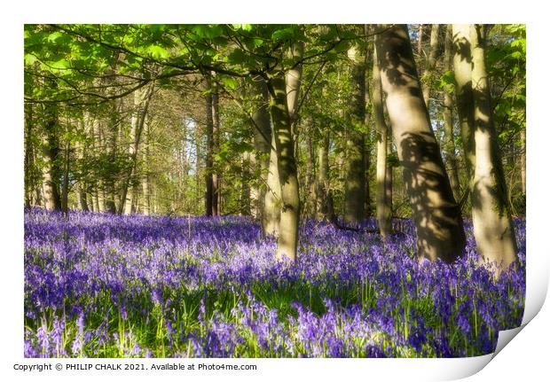Beautiful sunny spring day in a Bluebell wood 321  Print by PHILIP CHALK