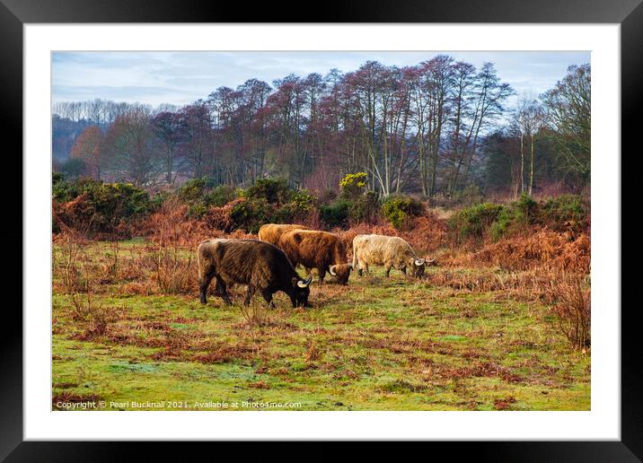 Cattle Grazing in Hothfield Heathlands Ashford Framed Mounted Print by Pearl Bucknall