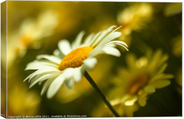 Anthemis Canvas Print by Bruce Little