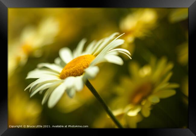 Anthemis Framed Print by Bruce Little
