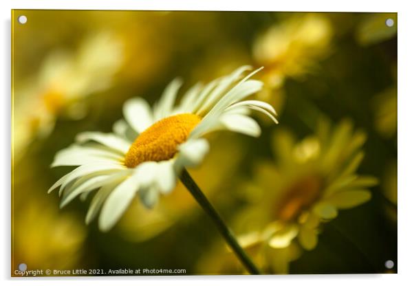 Anthemis Acrylic by Bruce Little