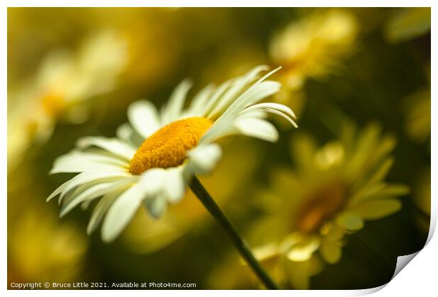 Anthemis Print by Bruce Little