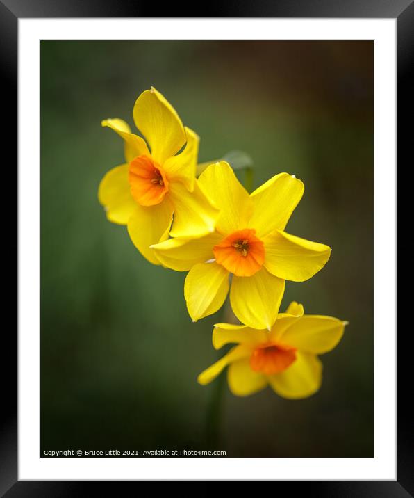 Happy Daffs Framed Mounted Print by Bruce Little