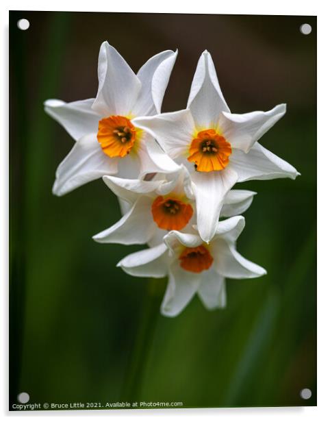 Fresh Happy Daffs Acrylic by Bruce Little