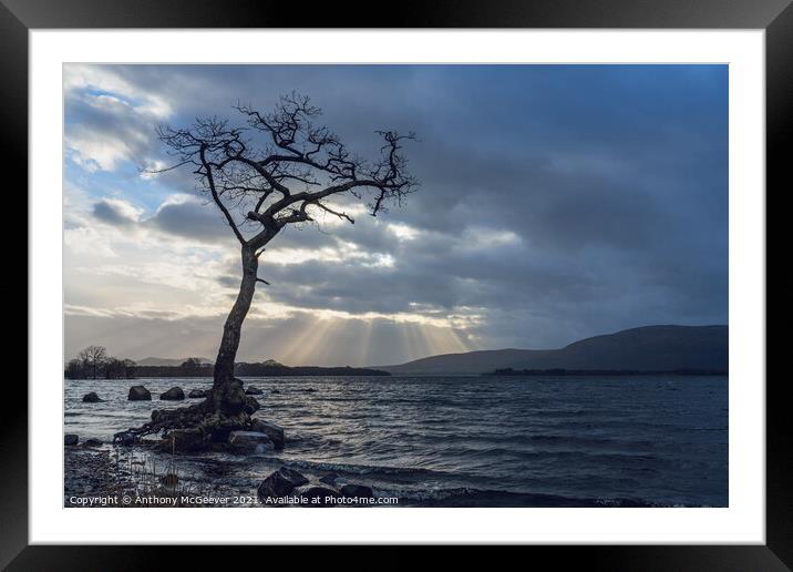 The Lone Tree  Framed Mounted Print by Anthony McGeever
