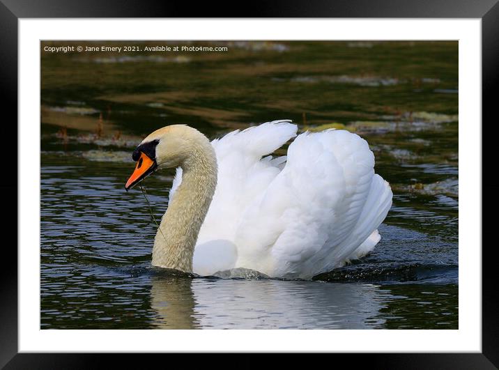 Swan on Lake Framed Mounted Print by Jane Emery