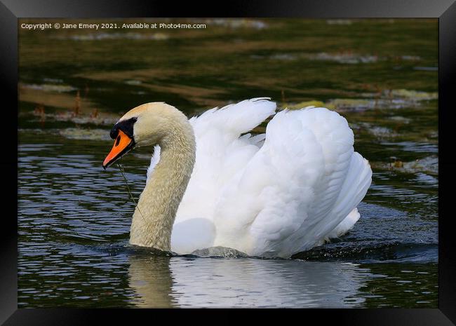 Swan on Lake Framed Print by Jane Emery