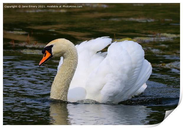 Swan on Lake Print by Jane Emery
