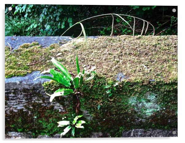 Plants growing on a bridge  Acrylic by Stephanie Moore