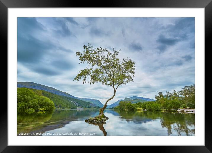 Lone Tree Framed Mounted Print by Richard Pike