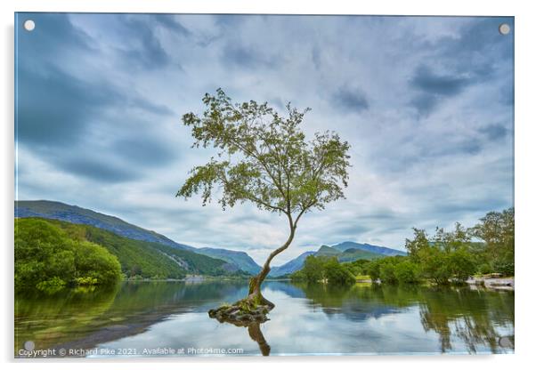 Lone Tree Acrylic by Richard Pike