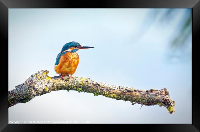 Kingfisher Framed Print by Ian Merton