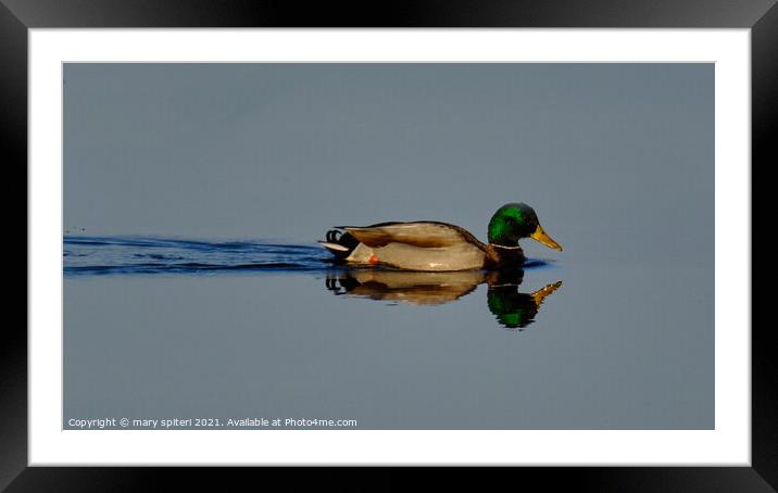 Mallard Reflection Perfection at Sunrise Framed Mounted Print by mary spiteri