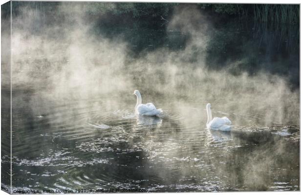 Swans in Mist Canvas Print by Keith Douglas