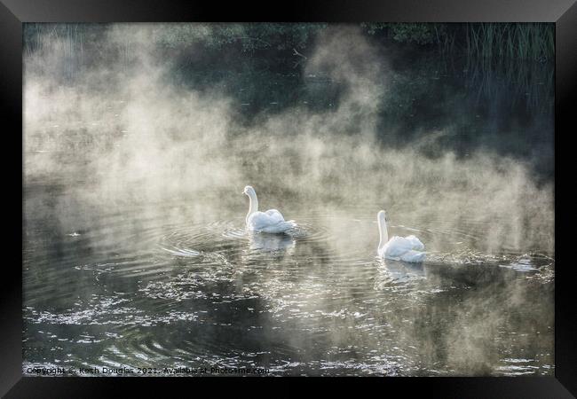 Swans in Mist Framed Print by Keith Douglas