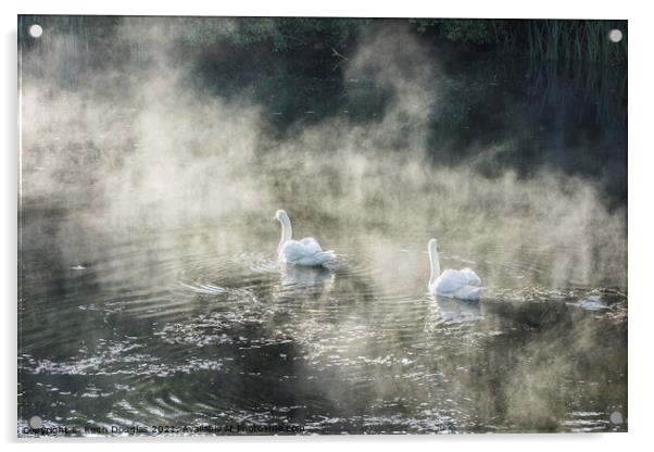 Swans in Mist Acrylic by Keith Douglas