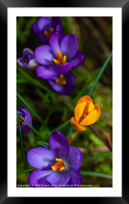Blue and Yellow Crocus Framed Mounted Print by Paul Tyzack