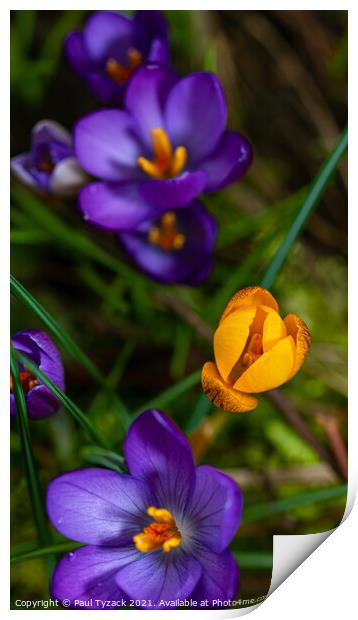 Blue and Yellow Crocus Print by Paul Tyzack