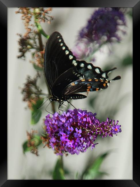 Western Swallowtail (Black) Female Framed Print by Kathleen Stephens